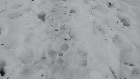 Fußspuren,-Die-Sich-Auf-Einem-Winterpfad-Erstrecken