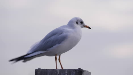 Sea-gull-in-front-of-Hamburg-harbour-St