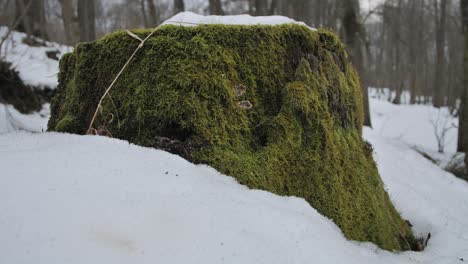 Moss-covered-trunk-in-the-forest-in-winter