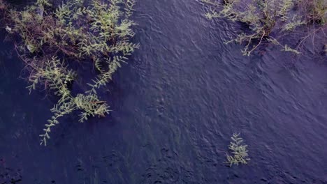 Water-flows-in-the-river-from-top-view-with-trees-growing-in-the-middle-of-the-river