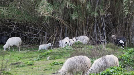 Energetic-young-lambs-jumping,-playing-and-running-after-each-other-in-Sardinia,-Italy
