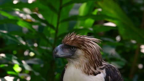 The-Philippine-Eagle-also-known-as-the-Monkey-eating-Eagle-is-critically-endangered-and-can-live-for-sixty-years-feeding-on-Monkeys,-Flying-Lemurs,-and-small-mammals-as-an-opportunist-Bird-of-Prey