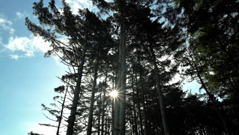 Big-Fir-Trees-In-Woodland-With-Sun-Flare-Through-Hardwood-Trunks