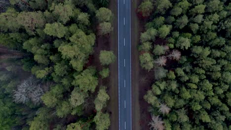 Aerial-top-down-shot-of-a-long-straight-country-road-in-the-middle-of-a-forest-with-a-car-passing-by