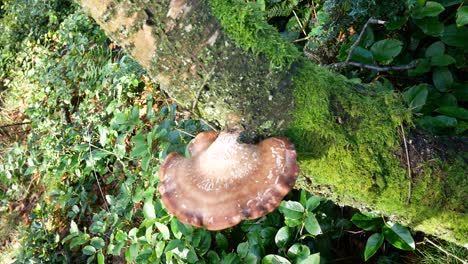 Wild-Autumn-mushroom-fungi-growing-on-woodland-mossy-forest-tree-trunk-high-angle-left-dolly