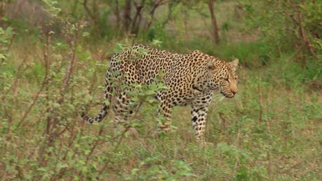 A-male-leopard-walking-through-the-lush-green-landscape,-Kruger-National-Park