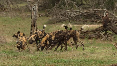 Wild-Dog-regurgitates-some-food-for-a-pack-member,-Kruger-National-Park