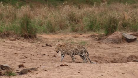 Un-Leopardo-Que-Sube-De-Un-Pequeño-Pozo-De-Agua-En-El-Lecho-Del-Río-Y-Camina-Por-La-Arena,-Parque-Nacional-Kruger