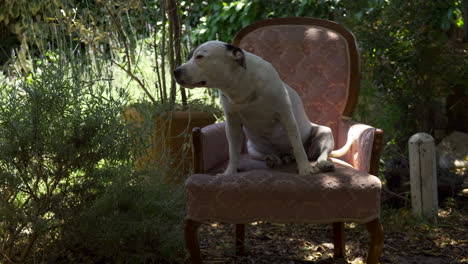 Panting-Staffordshire-purebred-terrier-sitting-on-antique-armchair-under-shade-of-sunny-garden-tree