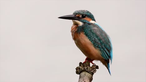 This-Common-Kingfisher-was-so-friendly-that-it-allowed-me-to-come-very-close-as-I-took-this-footage