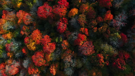 Magical-Forest,-Top-Down-Aerial-View-of-Vivid-Tree-Autumn-Foliage-Colors