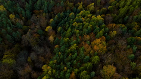 Treetops-Texture-With-Dense-Foliage-Of-Witomino-Forest-In-Gdynia,-Poland,-Aerial-Shot