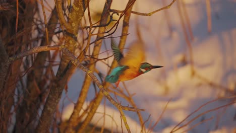 Kingfisher-taking-off-flying,-Veluwe-National-Park,-Netherlands,-medium-shot