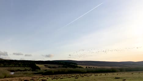 A-large-flock-of-geese-migrating-during-sun-set