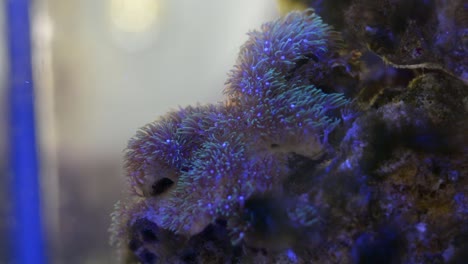 Hermoso-Coral-Blando,-Pólipos-De-Estrellas-Verdes-En-Un-Tanque-De-Agua-Salada-Que-Fluye-Con-Las-Olas