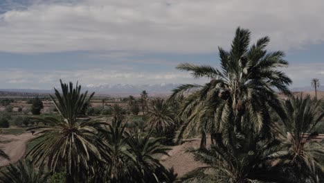 Una-Hermosa-Toma-Aérea-Sobre-Un-Palmeral-En-Ouarzazate-Con-Vistas-A-Las-Nevadas-Montañas-Del-Atlas