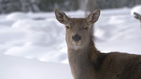 Portrait-of-Red-deer-bold-stag-looking-head-on-amidst-Winter-forest---Close-up-shot