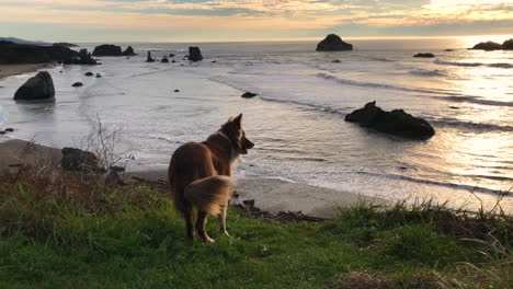 Healthy-and-happy-dog-overlooking-Bandon-beach-and-Face-Rock-at-sunset