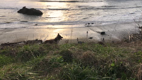 Glücklicher-Hund-Ohne-Leine,-Der-Auf-Einer-Klippe-über-Dem-Bandon-Beach-An-Der-Küste-Von-Oregon-Steht