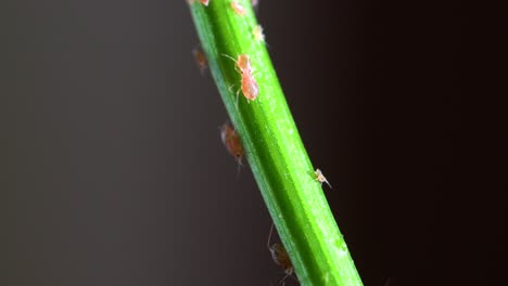 Pink-aphids-moving-nervously-up-and-down-the-green-stem