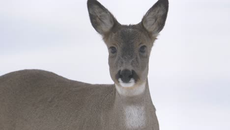 Young-white-tailed-Bambi-deer-meekly-lost-in-the-snowed-landscape---Portrait-close-up-shot