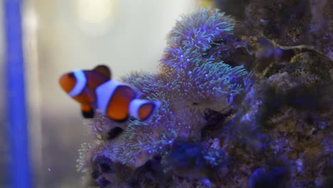 Green-star-Polyps-flowing-in-water-current-in-a-reef-aquarium-and-clown-fish-swimming-in-the-scene