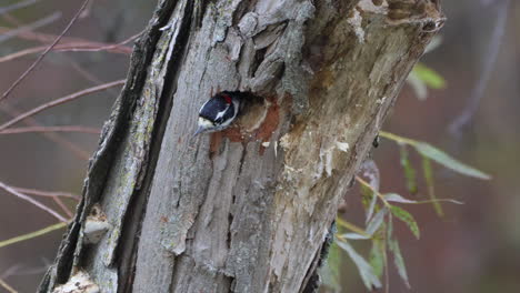 A-hairy-woodpecker-peeking-out-of-a-newly-made-nest