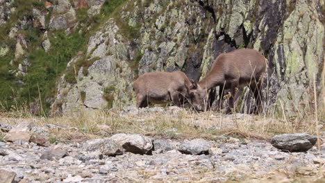 Alpine-Ibex-or-Steinbock-or-rock-goat-standingare-eating-grass-and-salt