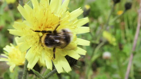 Nahaufnahme-Von-Bienenhornissen,-Die-Nektar-Und-Pollen-Auf-Ihren-Beinen-Von-Gelben-Bergblumen-Im-Gras-Sammeln