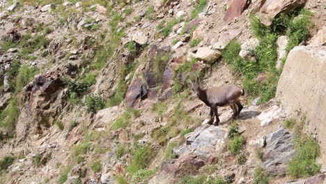 Alpine-Ibex-or-Steinbock-or-rock-goat-standing-on-a-wild-rocks-landscape