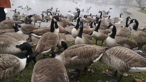Female-surrounded-by-wild-geese-in-misty-autumn-park-feeding-birds-beside-city-park-lake