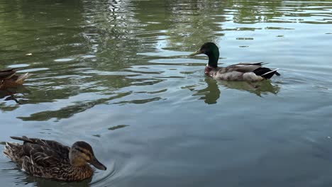 Several-male-and-female-ducks-swim-around-each-other-in-a-pond,-while-lots-of-fishes-swim-underneath-them