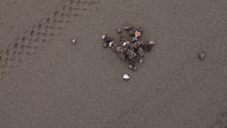 Krabben-Im-Sand,-Krabbengruppen-Am-Strand