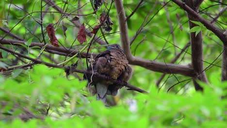 This-Short-billed-Brown-dove-with-its-fledglings-is-an-endemic-bird-found-in-the-Philippines-and-particularly-in-Mindanao-where-it-is-considered-to-be-common