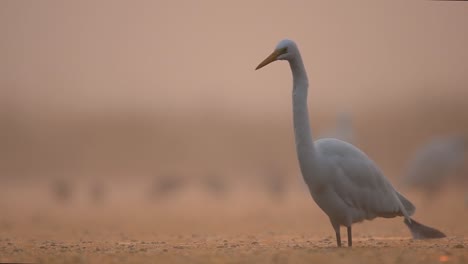 Great-Egret-in-Misty-morning-of-Winter