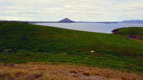 Icelandic-Midge-Lake-Myvatn-pan-right-to-left-of-beautiful-lake,-sheep,-and-volcanic-psuedo-craters-4k-ProRezHQ