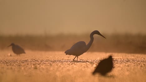 Flock-of-Great-Egrets-fishing-in-Sunrise