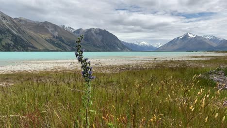 Viper's-bugloss-flower-growing-on-shore-of-Lake-Tekapo,-New-Zealand