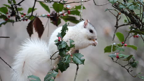 Weißes-Eichhörnchen,-Das-Beim-Essen-Und-Pflücken-Roter-Beeren-Auf-Einem-Dünnen-Ast-Balanciert