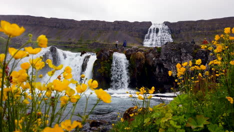 Espectacular-Cascada-Dynjandi-En-Los-Fiordos-Del-Oeste-De-Islandia-Cataratas-Superiores-E-Inferiores-Anchas-Estáticas-Con-Flores-Amarillas-En-Primer-Plano,-4k-Prorezhq