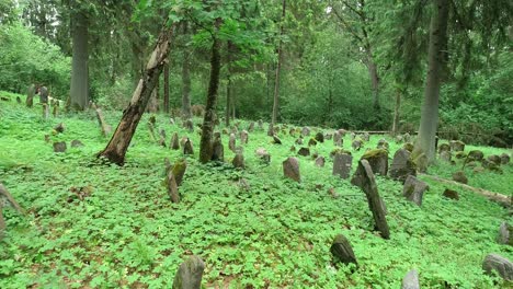 Old-Forest-and-old-cemetery