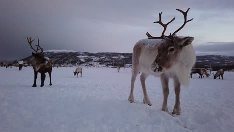 Herd-of-reindeers-looking-for-food-in-snow,-Tromso-region,-Northern-Norway