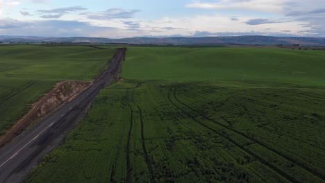 Green-Wheat-Field-Eastern-Washington