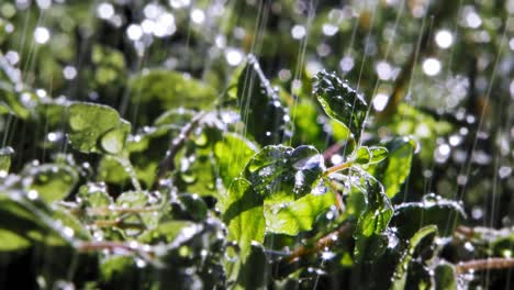 Extreme-Close-up-of-raindrop-falling-from-Oregano-Plant-leaf-In-Garden,-Lit-By-Sun-From-Behind