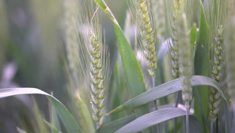 Green-wheat-growing-in-field