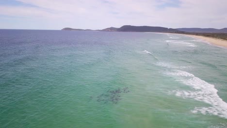 Vista-Aérea-De-Una-Costa-Australiana-Y-Un-Grupo-De-Delfines-Nadando-Cerca-De-La-Playa-En-Nueva-Gales-Del-Sur-Mientras-Olas-Largas-Y-Pequeñas-Chocan-En-La-Orilla