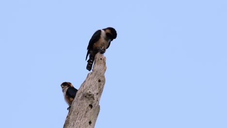 Der-Schwarzschenkelfalke-Ist-Einer-Der-Kleinsten-Raubvögel,-Die-In-Einigen-Ländern-Asiens-In-Den-Wäldern-Vorkommen