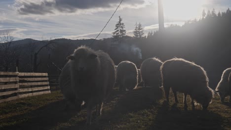 Valais-Blacknose-sheep-roaming-and-grazing-on-grass-with-mountains-and-rising-smoke-in-the-background-at-sunset