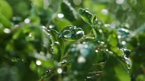 Extreme-Close-up-of-Rain-Falling-On-marjoram-Plant-leaves-In-Garden,-Lit-By-Sun-From-Behind