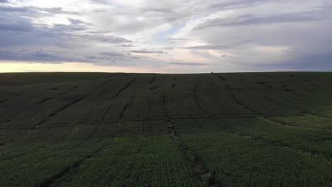 Green-Wheat-Field-Eastern-Washington